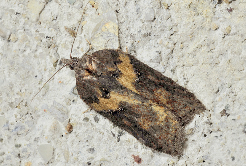 16 Tortricidae - Acleris hastiana